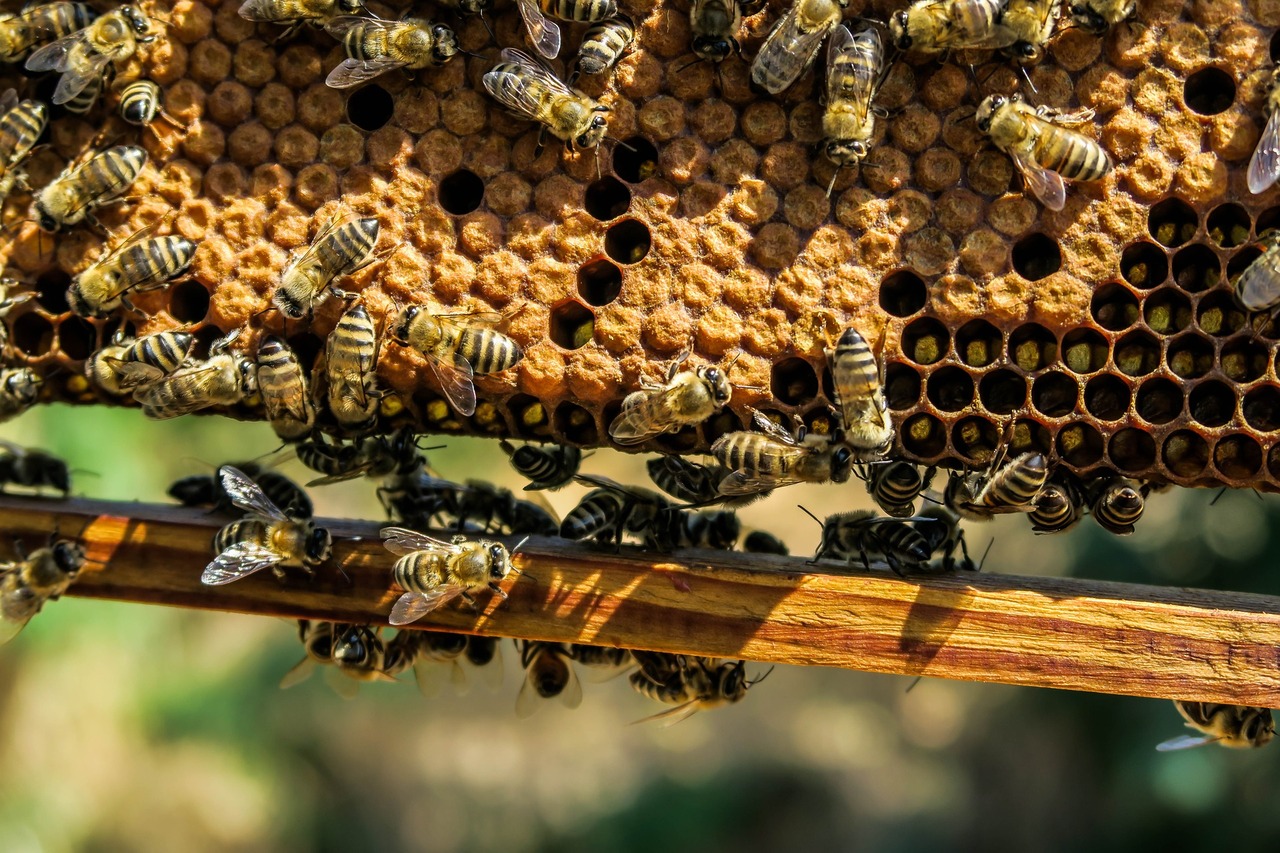 The Honey Bee Lifecycle