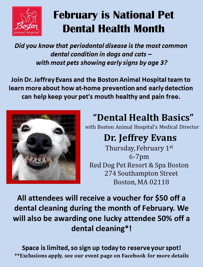 Pet Dental Health Month Promotions Near Me - February Is National Pet