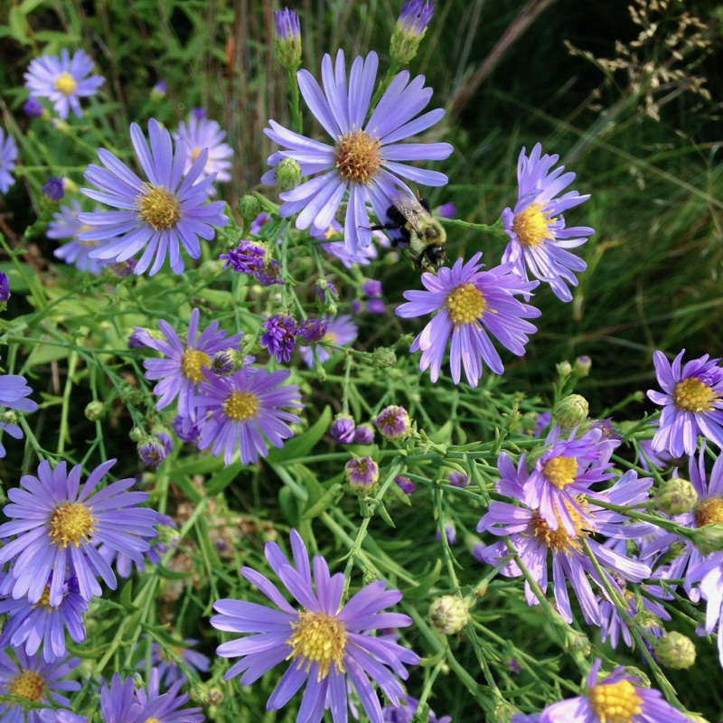 Asters, Goldenrods, and Friends [09/07/19]