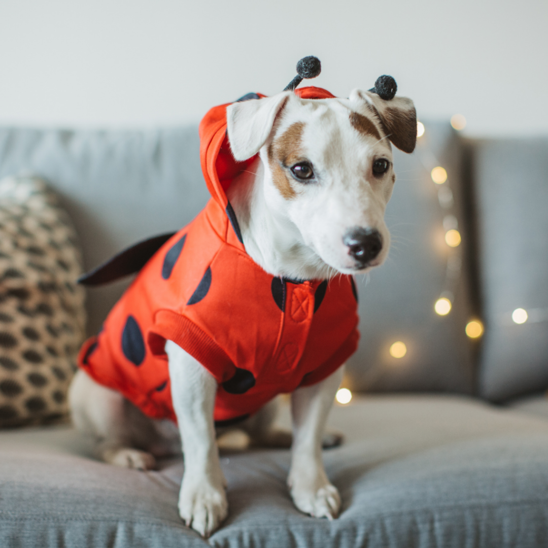 polkadog-bakery-howl-o-ween-costume-contest-10-30-21